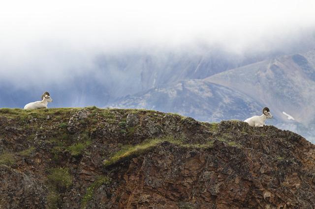 147 Denali NP, Dall's Schapen.jpg